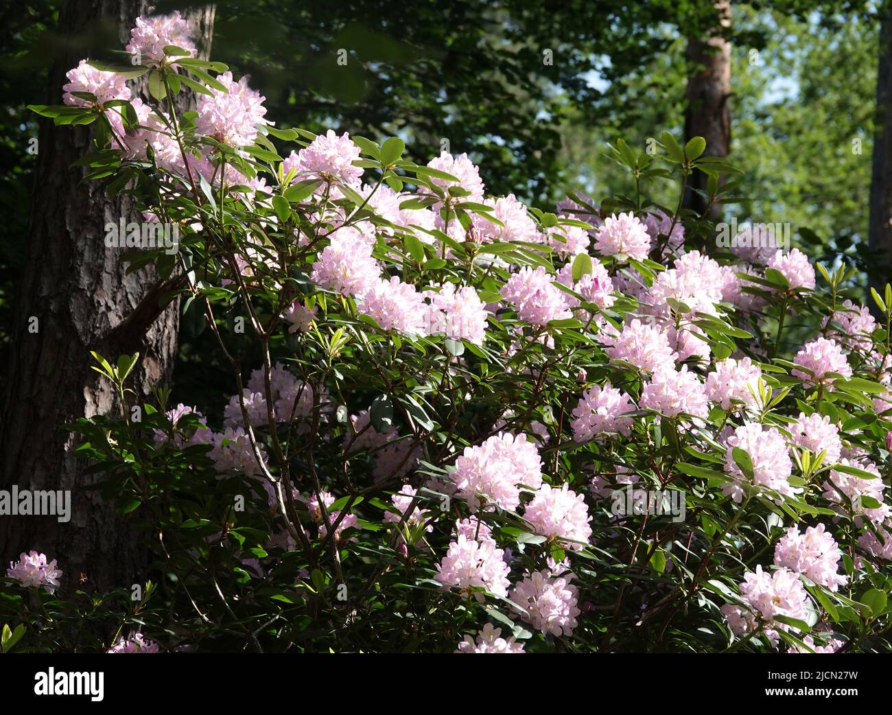 Un bel rododendro rosa chiaro in un angolo soleggiato in una foresta nella parte orientale dei Paesi Bassi Foto Stock