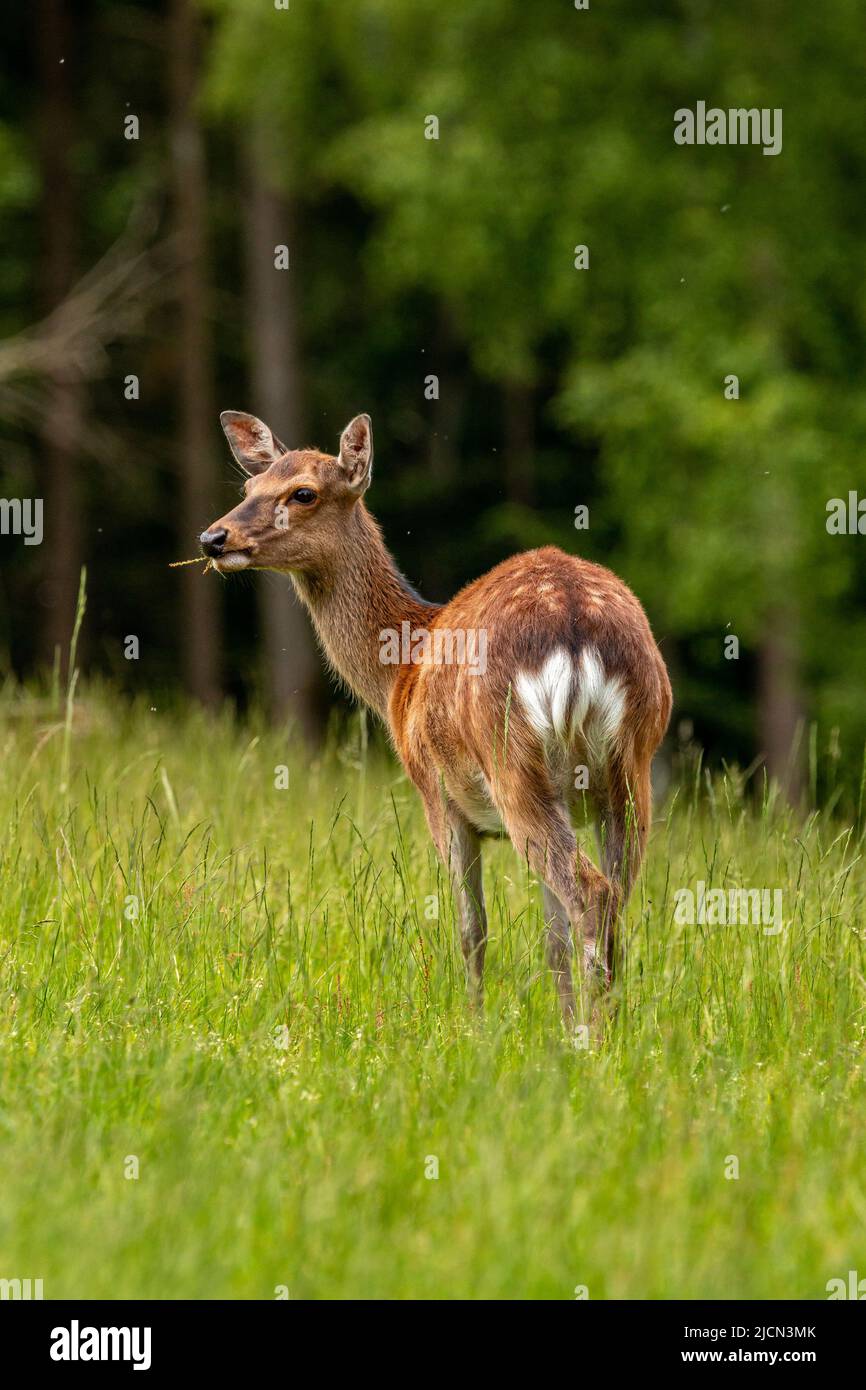Questo cervo allarmante pascola su un prato verde. La sua pelliccia marrone rossastra è un bel contrasto con l'erba verde lussureggiante. Indossa il suo cappotto estivo macchiato Foto Stock
