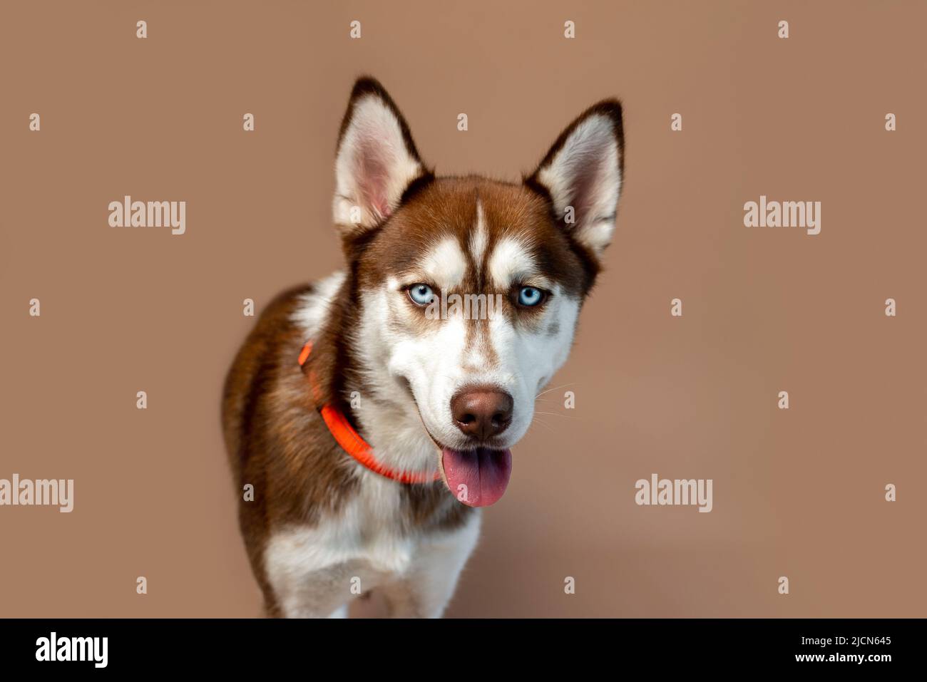 Cane rosso Husky su sfondo marrone, foto studio di un cucciolo marciazo siberiano. Foto Stock