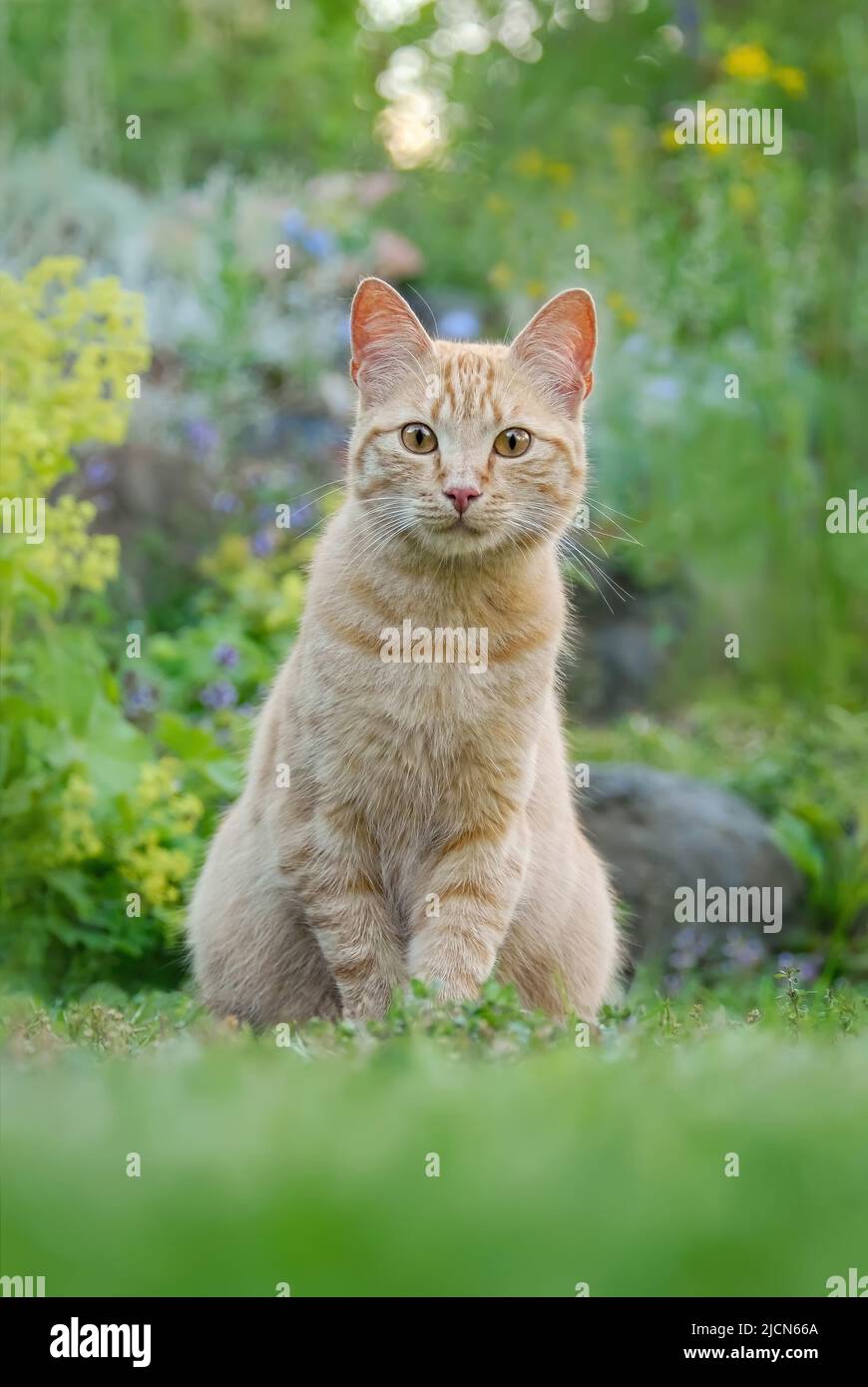 Carino giovane zenzero tabby gatto colorato, European Shortair, seduto su erba verde in un giardino fiorito e guardando curiosamente, Germania Foto Stock