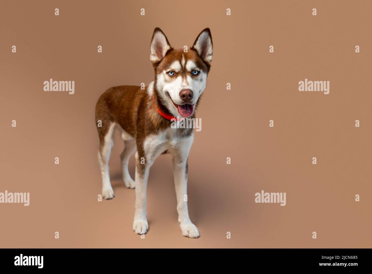 Cane rosso Husky su sfondo marrone, foto studio di un cucciolo marciazo siberiano. Foto Stock