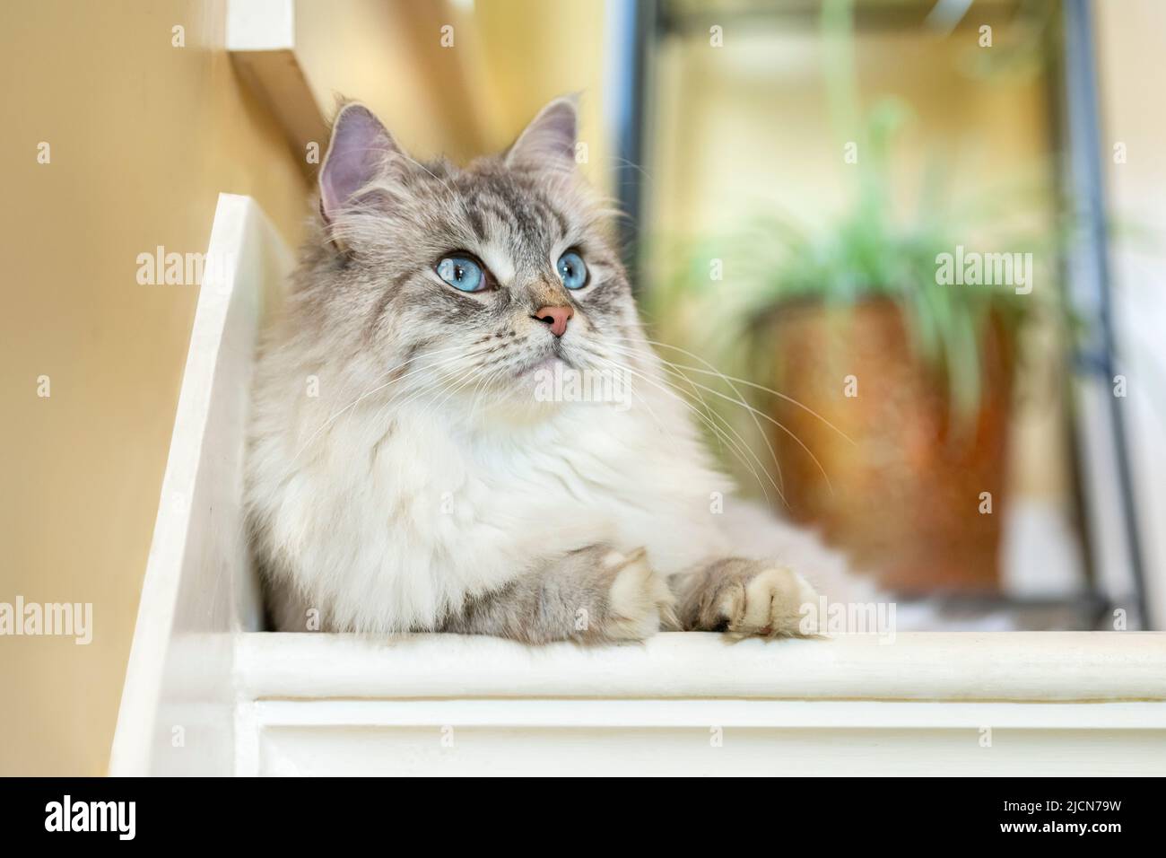 Femmina di gatto siberiano che giace sullo scalone Foto Stock