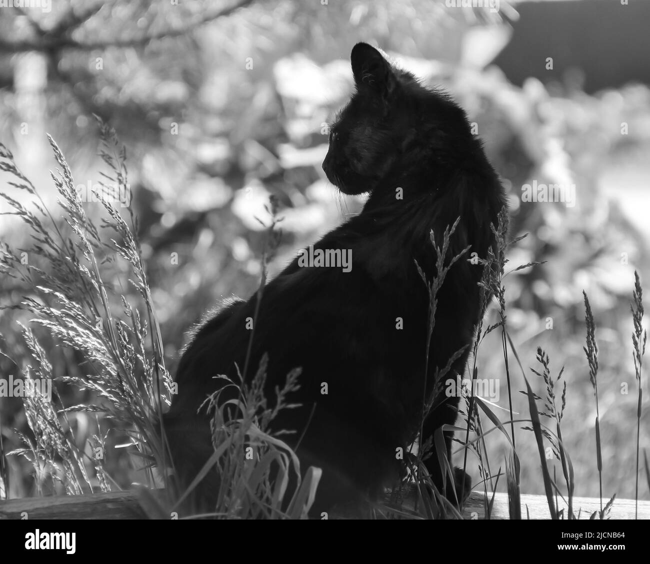 un gatto nero domestico o randagio. una foto. bianco e nero Foto Stock