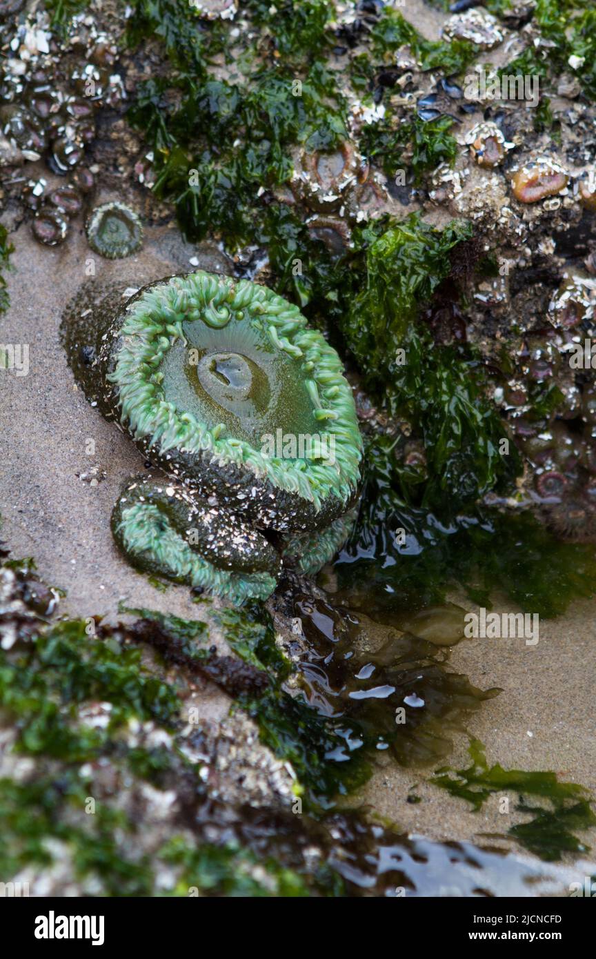 Anemone gigante del Mar Verde (Anthopleura xanthogramica) esposto con la bassa marea su una spiaggia dell'Oregon negli Stati Uniti. Foto Stock