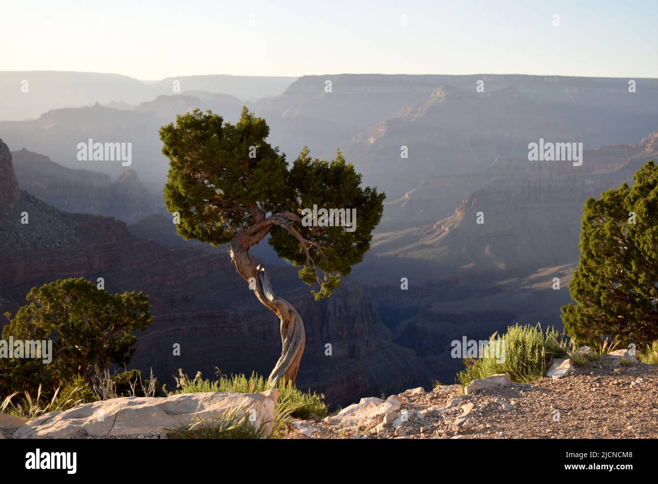 Utah Juniper albero sul bordo del Grand Canyon, South Rim, Hermit trailhead Foto Stock
