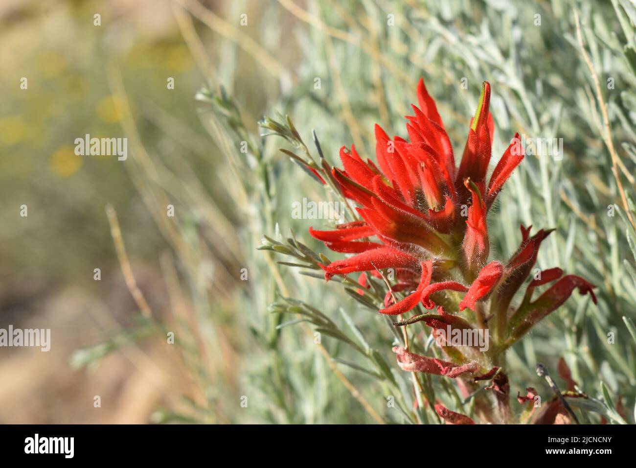 Fiore di Pittbrush indiano sul sentiero di Eremit del Parco Nazionale del Grand Canyon, South Rim Foto Stock
