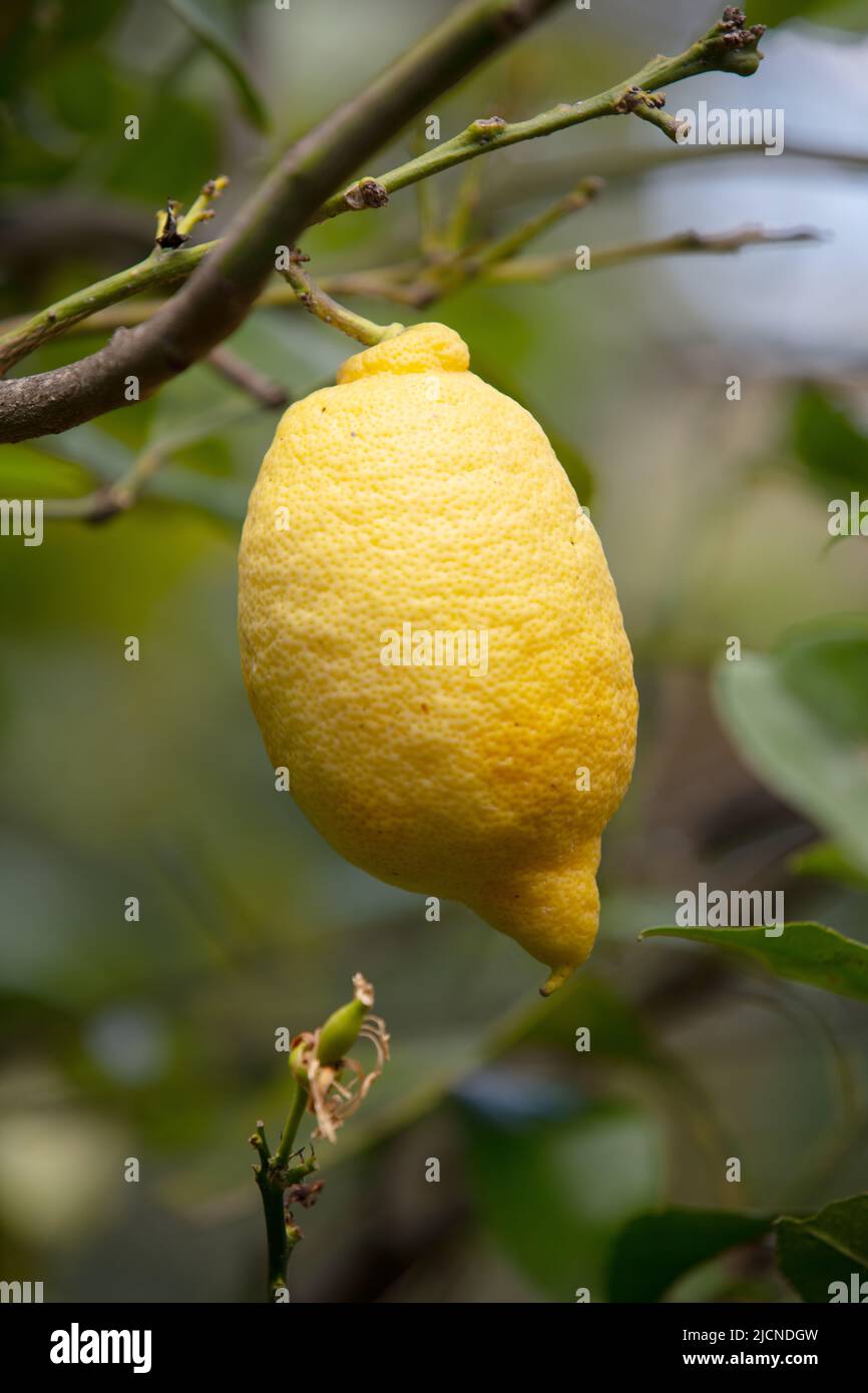 Un bel limone fresco e delizioso su un ramo d'albero, l'Italia meridionale Foto Stock