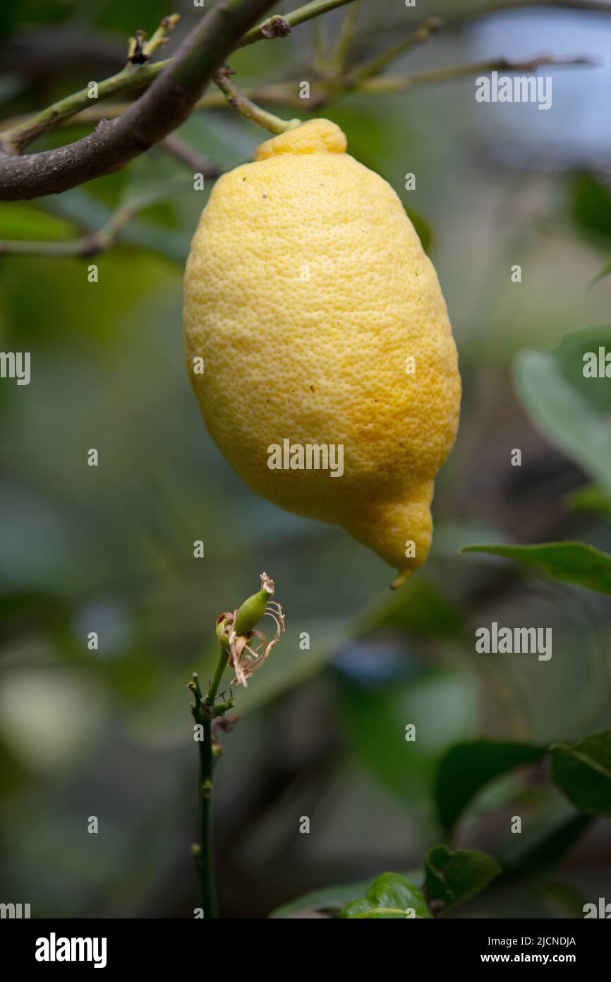 Un bel limone fresco e delizioso su un ramo d'albero, l'Italia meridionale Foto Stock
