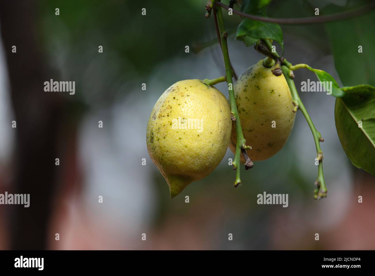Bella e deliziosa frutta fresca su rami d'albero, Italia meridionale Foto Stock