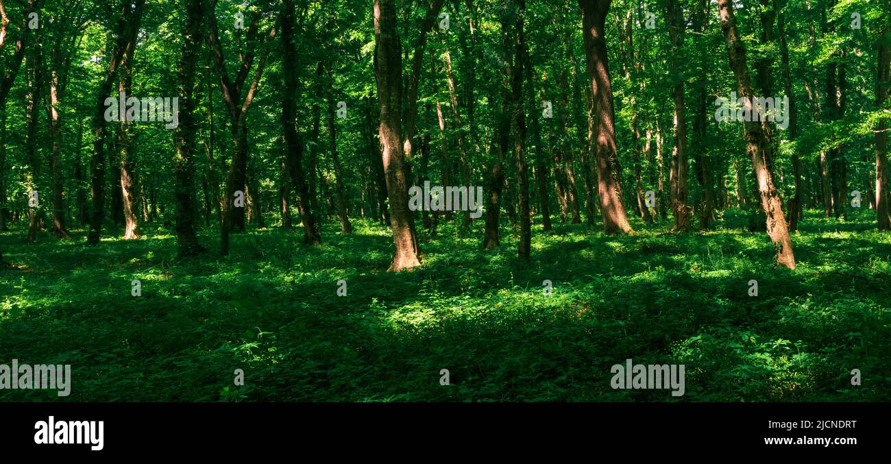 paesaggio forestale, ombreggiato foresta temperata con macchie di sole sul sottobosco Foto Stock