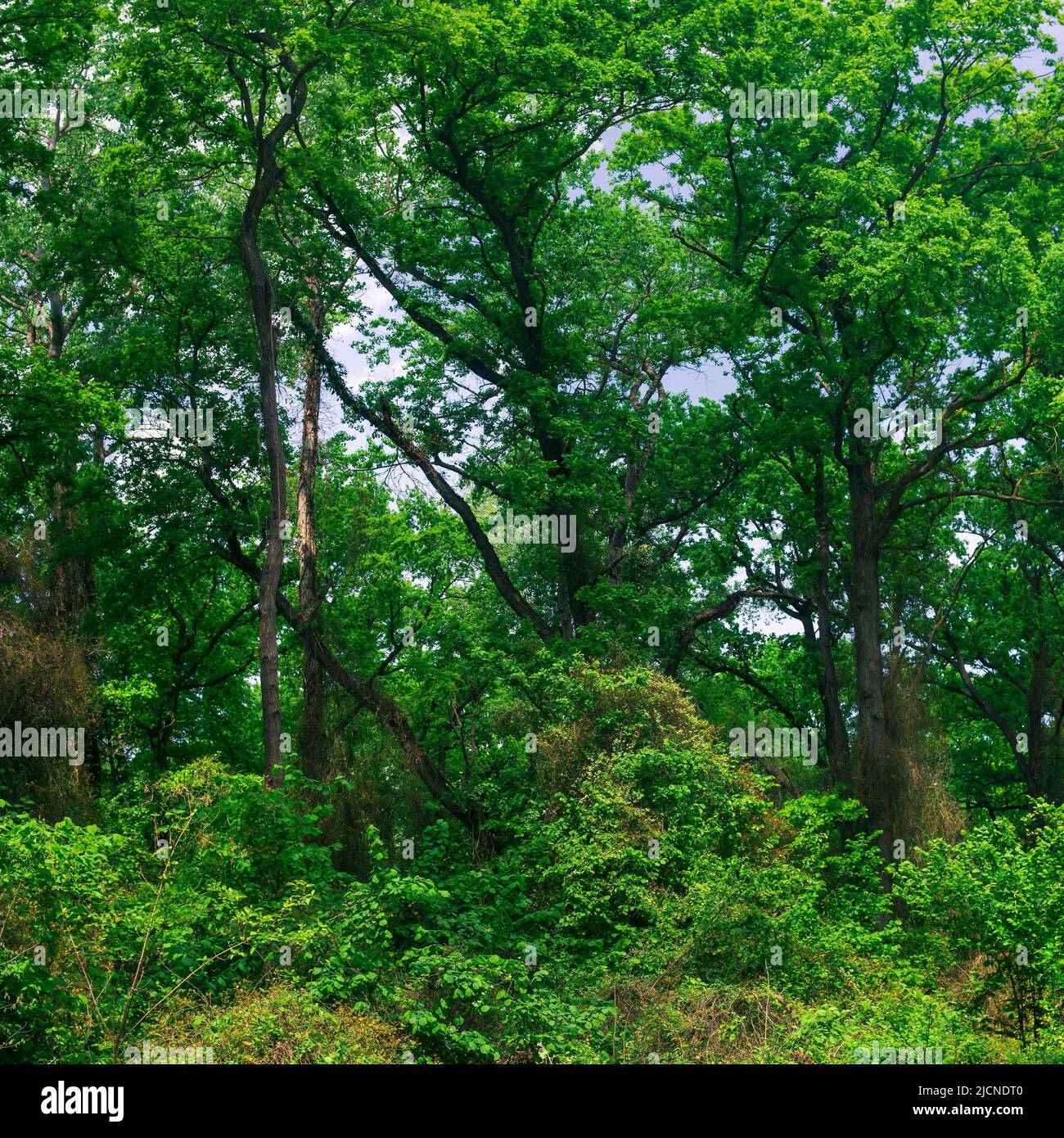 Foresta di liana subtropicale nel delta del fiume Samur Foto Stock