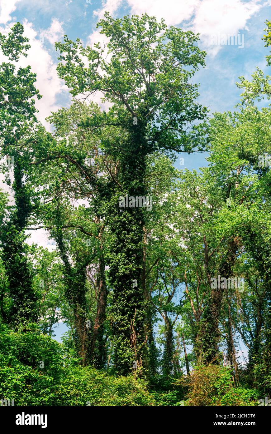 alberi alti in una foresta di liana subtropicale Foto Stock