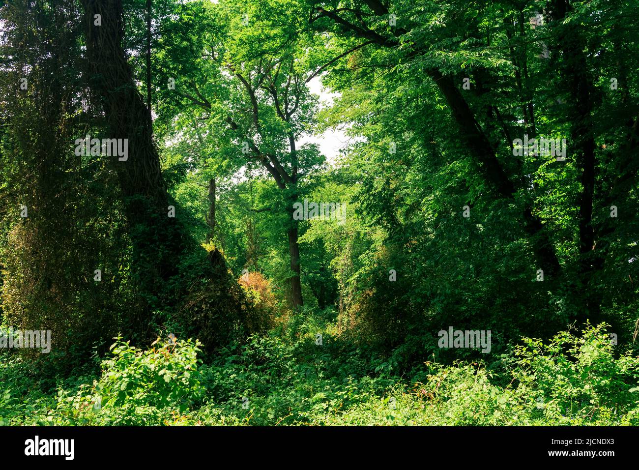 paesaggio forestale, addensati di alberi intrecciati di liane, in una foresta subtropicale decidua Foto Stock