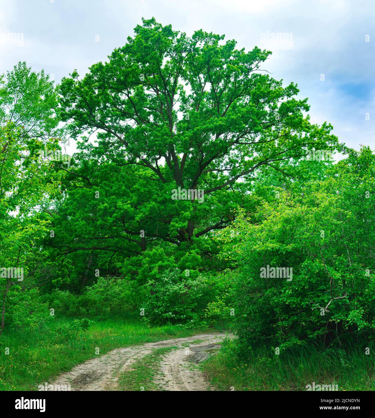 enorme quercia branchy intorno al curvo di una strada di sporcizia della foresta Foto Stock