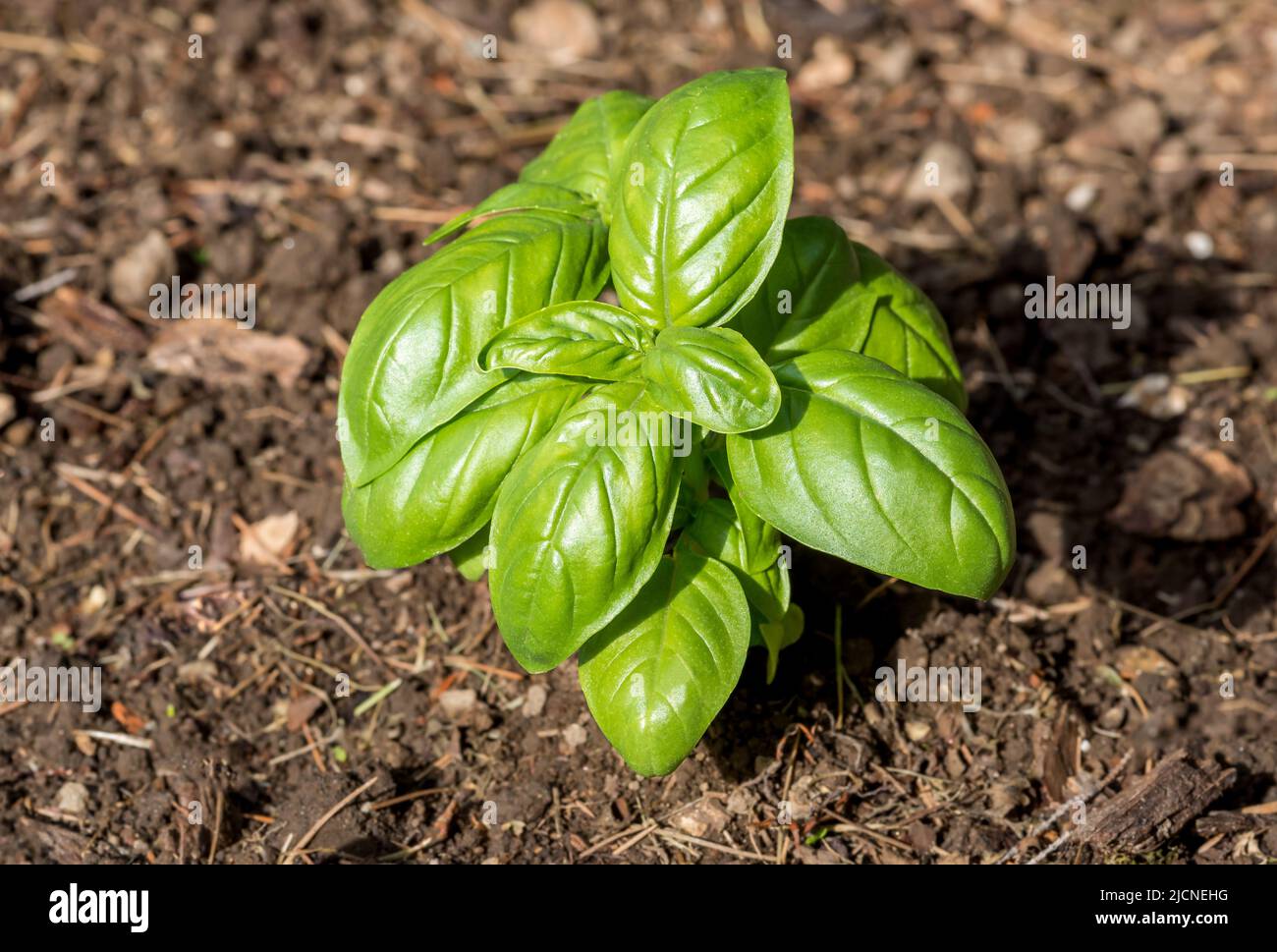 Foglie di basilico fresco. Pianta di basilico con foglie verdi nel terreno Foto Stock