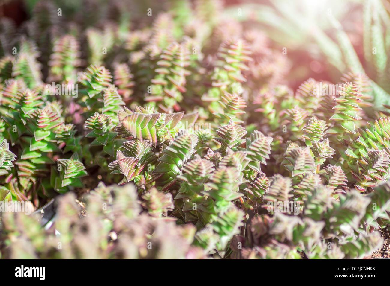Crassula capitella, pianta della Pagoda Rossa. Primo piano, messa a fuoco selettiva. Profondità di campo poco profonda. Trama o sfondo. Foto Stock