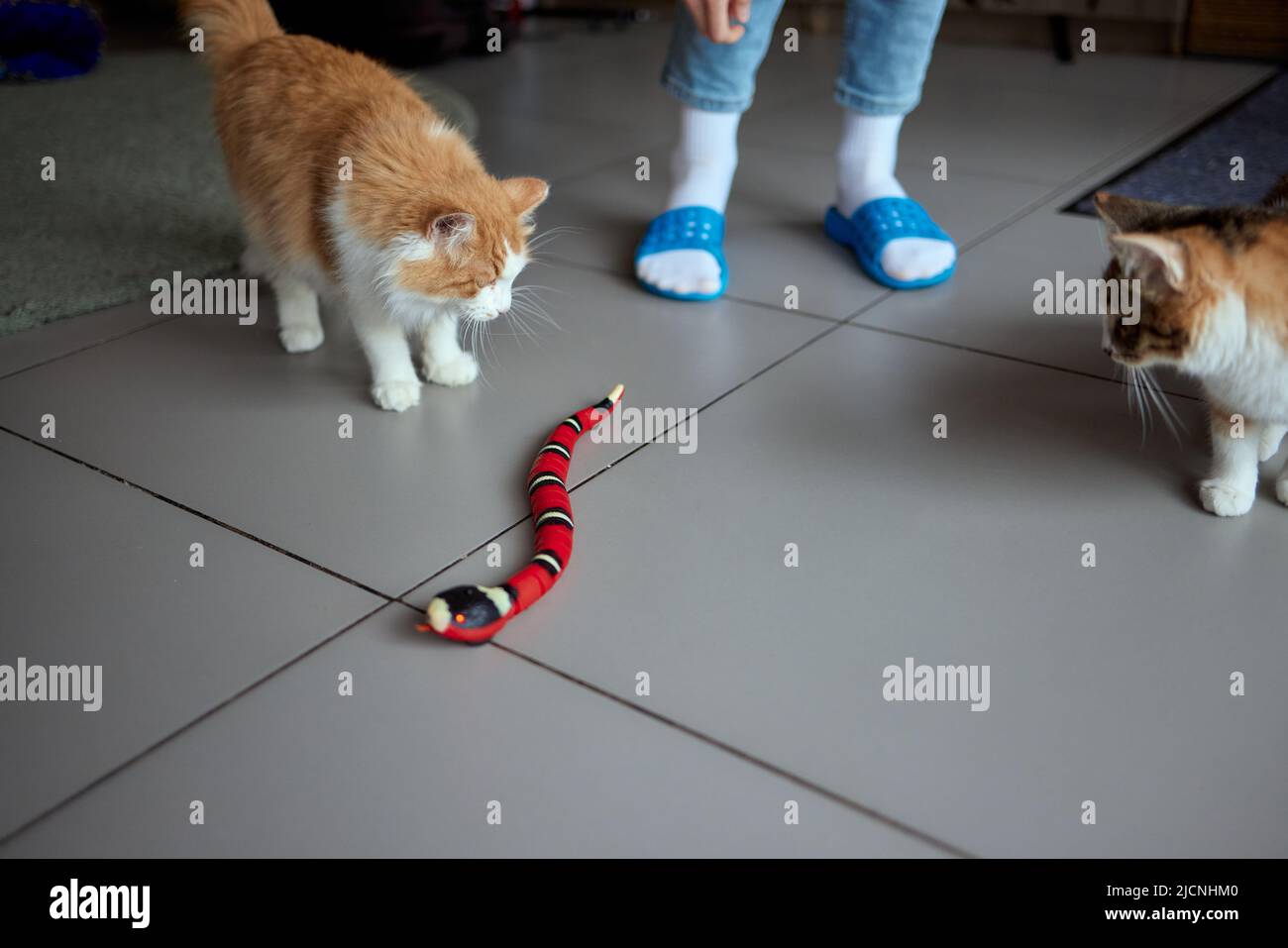 Il gatto dello zenzero carino sta giocando il giocattolo del serpente di colore verde e blu Foto Stock