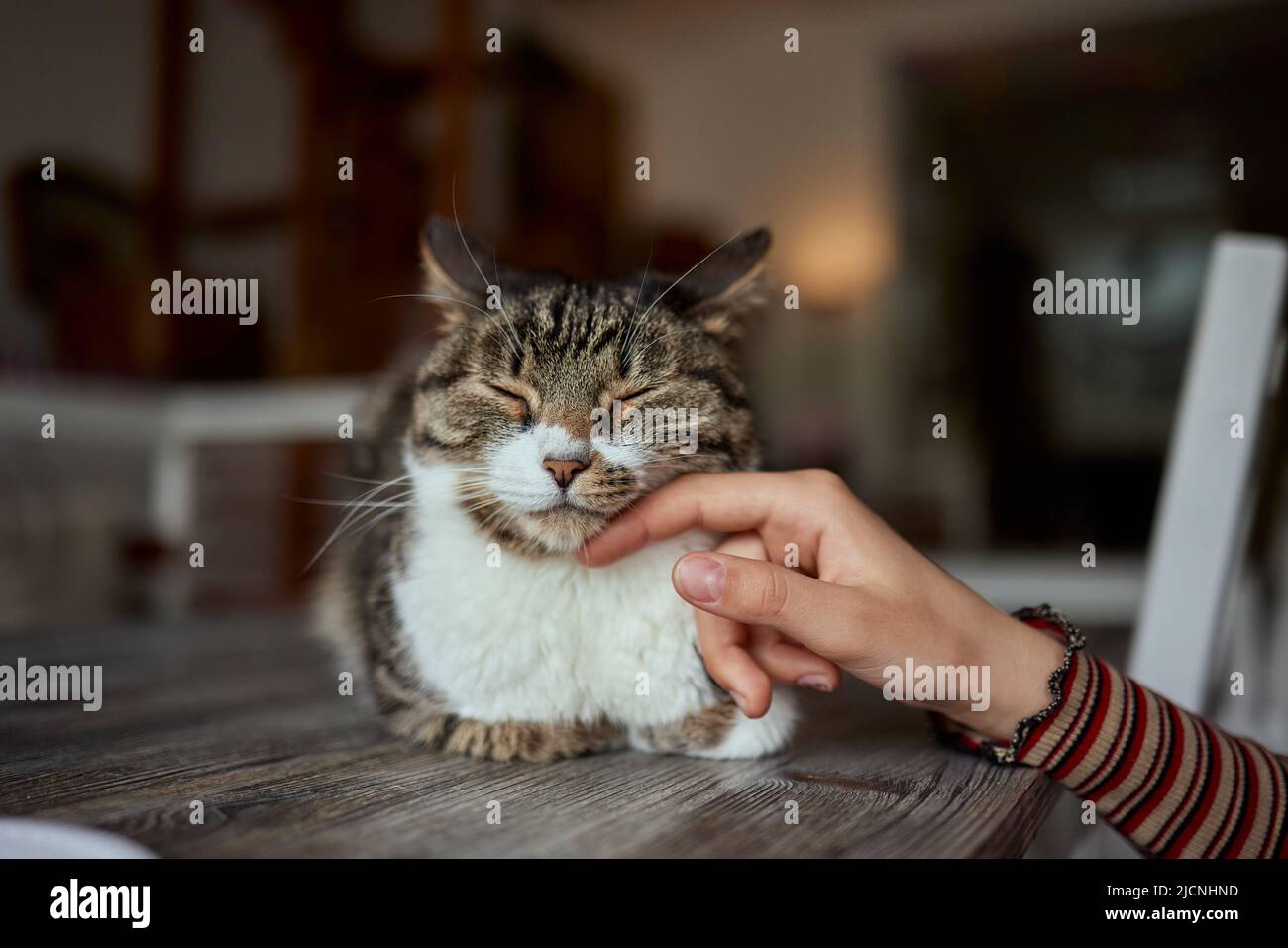 cute tabby piccolo gattino europeo shorthair gatto in mani Foto Stock