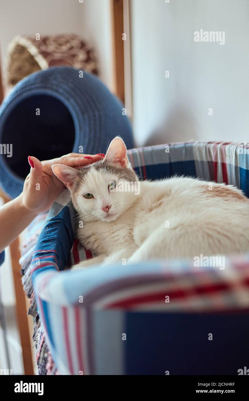 cute tabby piccolo gattino europeo shorthair gatto in mani Foto Stock