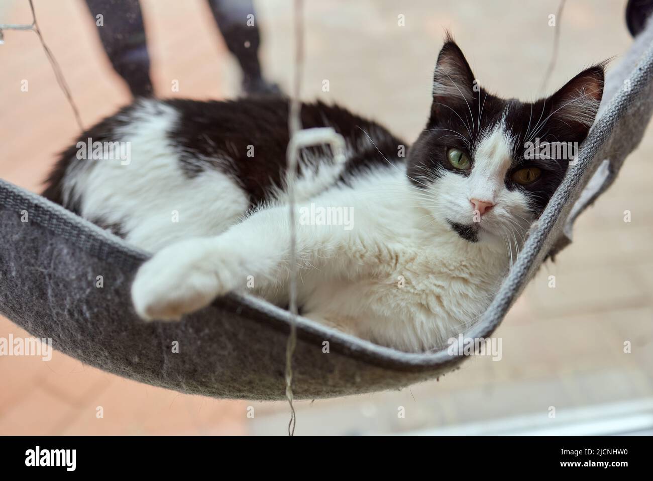 gatto carino che posa in parete vetro montato letto Foto Stock