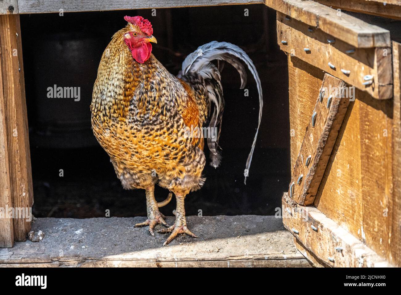 Heritage Rhode Island Red Roster Foto Stock