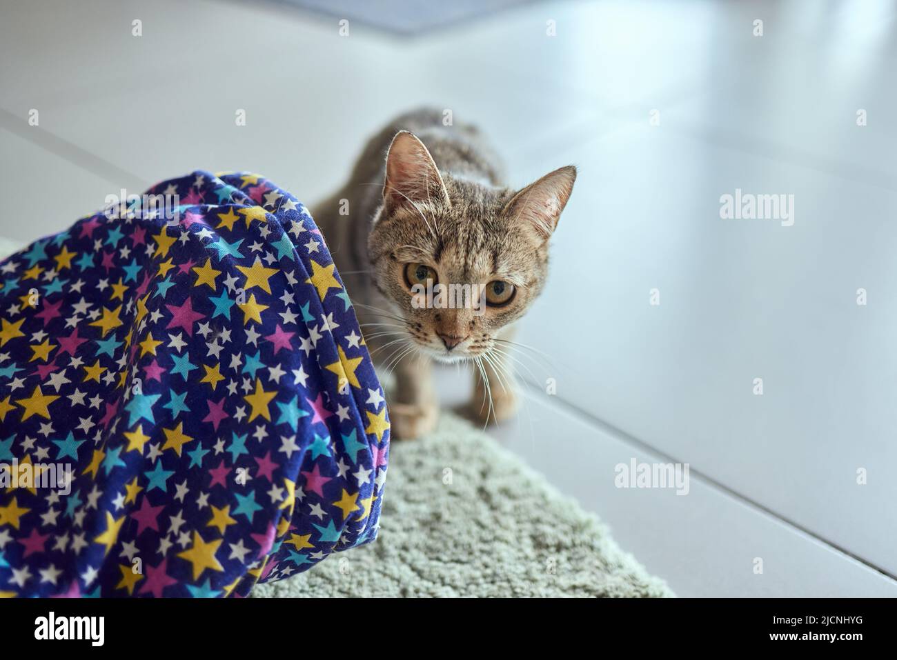 Calico Cat incorniciato e allerta in Cat Tunnel Toy Foto Stock