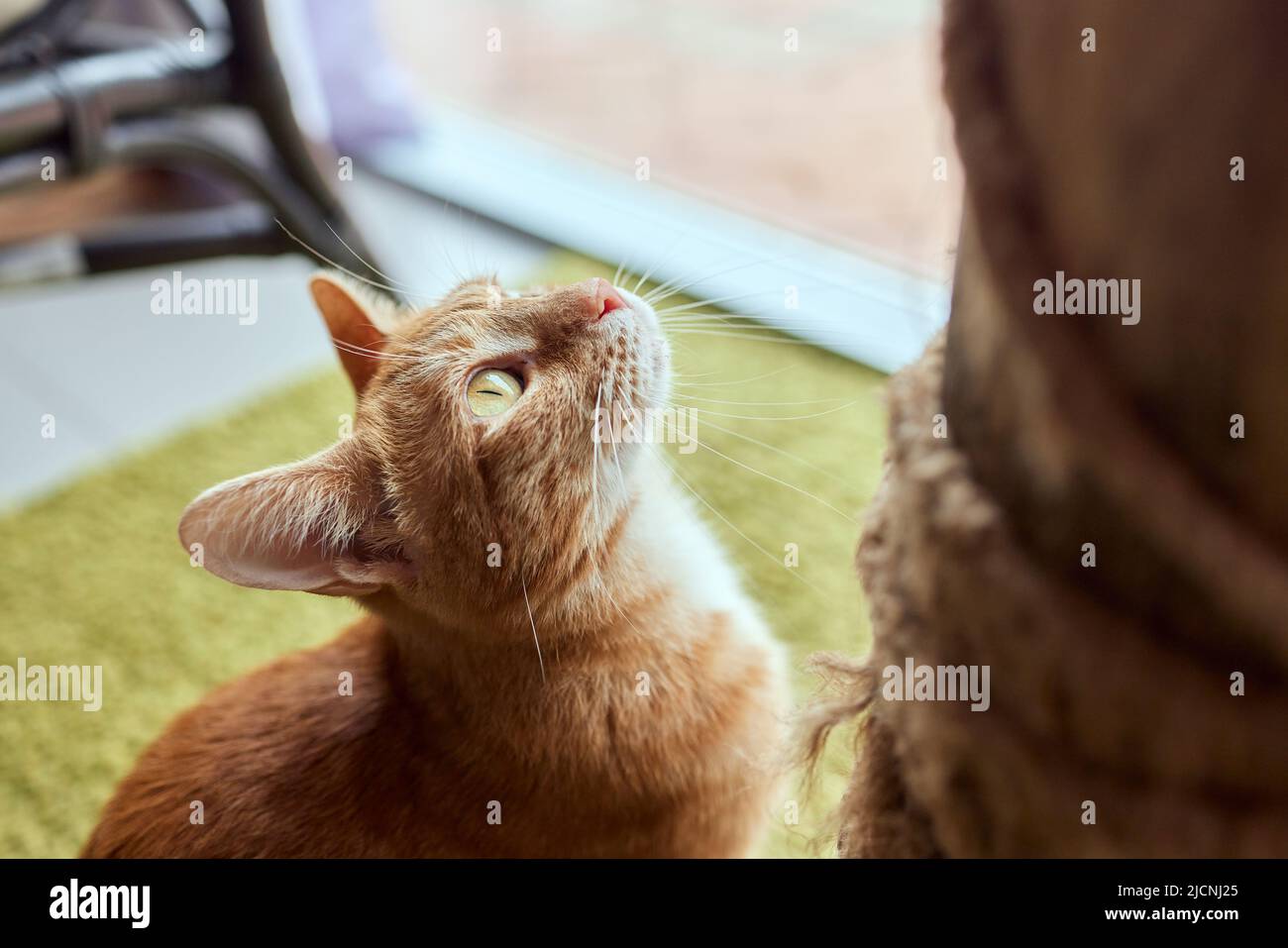 Divertente gatto domestico sale sul palo del gatto Foto Stock