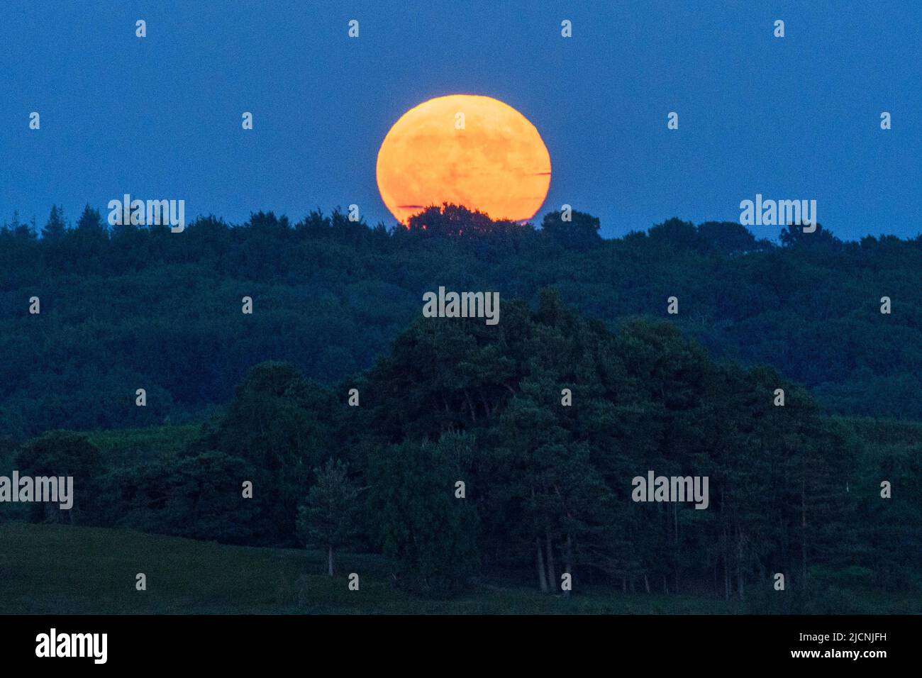 New Forest, Hampshire, Regno Unito, 14th giugno 2022. La luna piena di fragole che si innalza oltre l'orizzonte e le cime degli alberi in tarda serata. La luna piena di fragole è chiamata così come coincide con il raccolto di fragole ed è una luna grande a causa della sua relativamente vicina alla terra. Paul Biggins/Alamy Live News Foto Stock