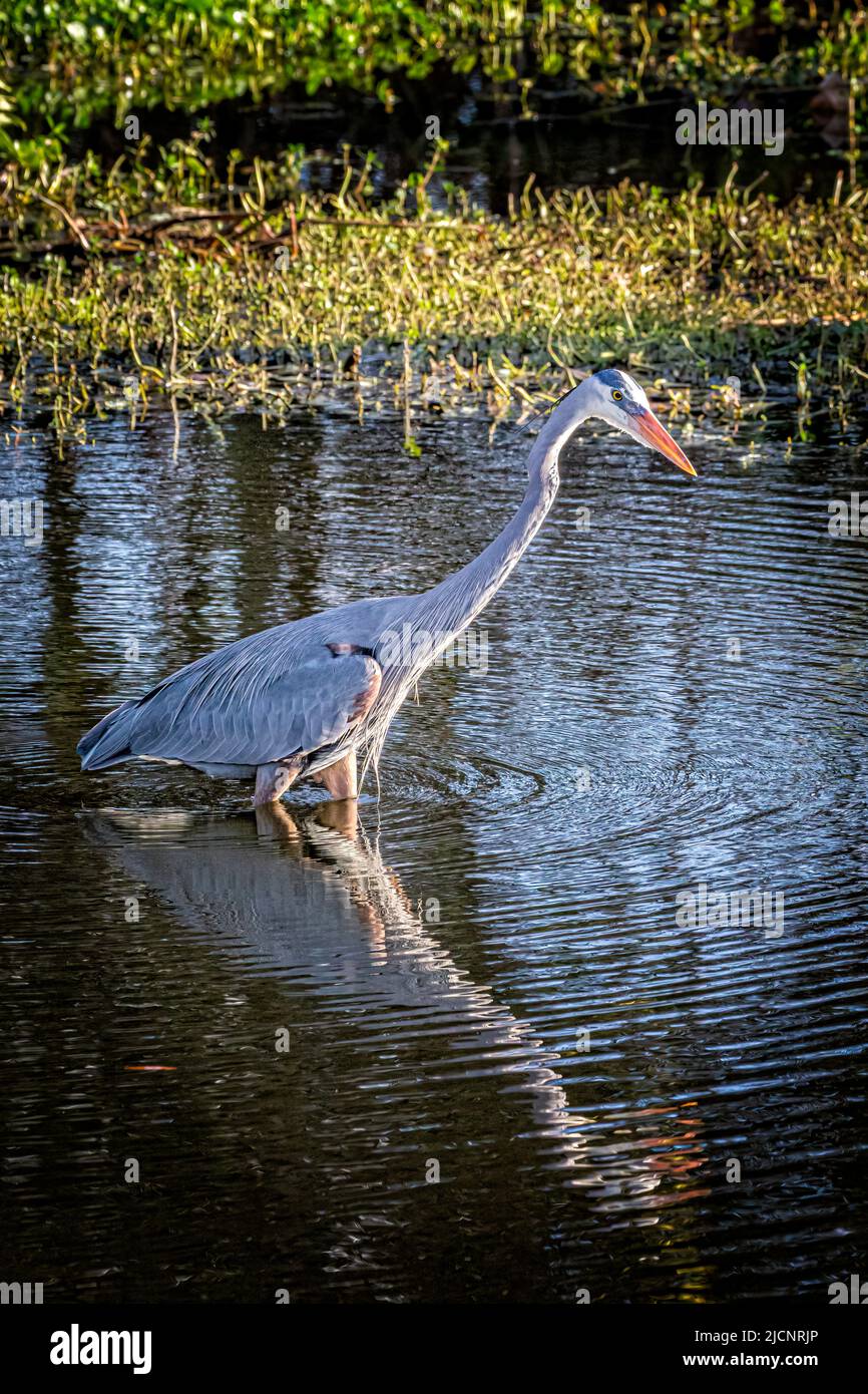 Great Blue Heron Wading e Foraging Foto Stock