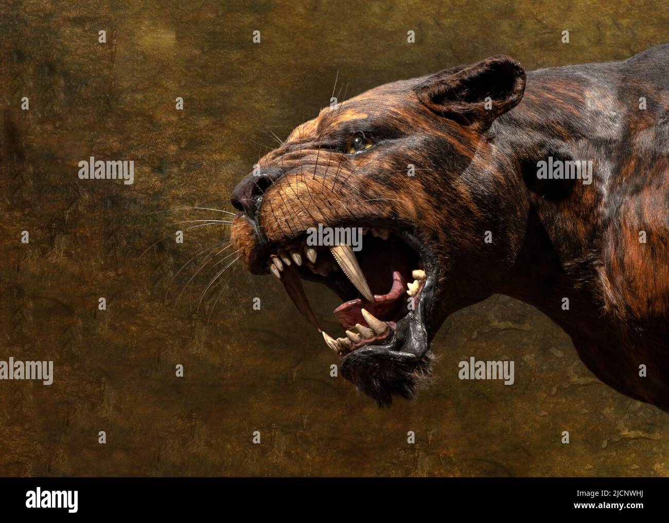 Un gatto ruggente con denti Sabre, Smilodon, Homotherium Latidens Foto Stock