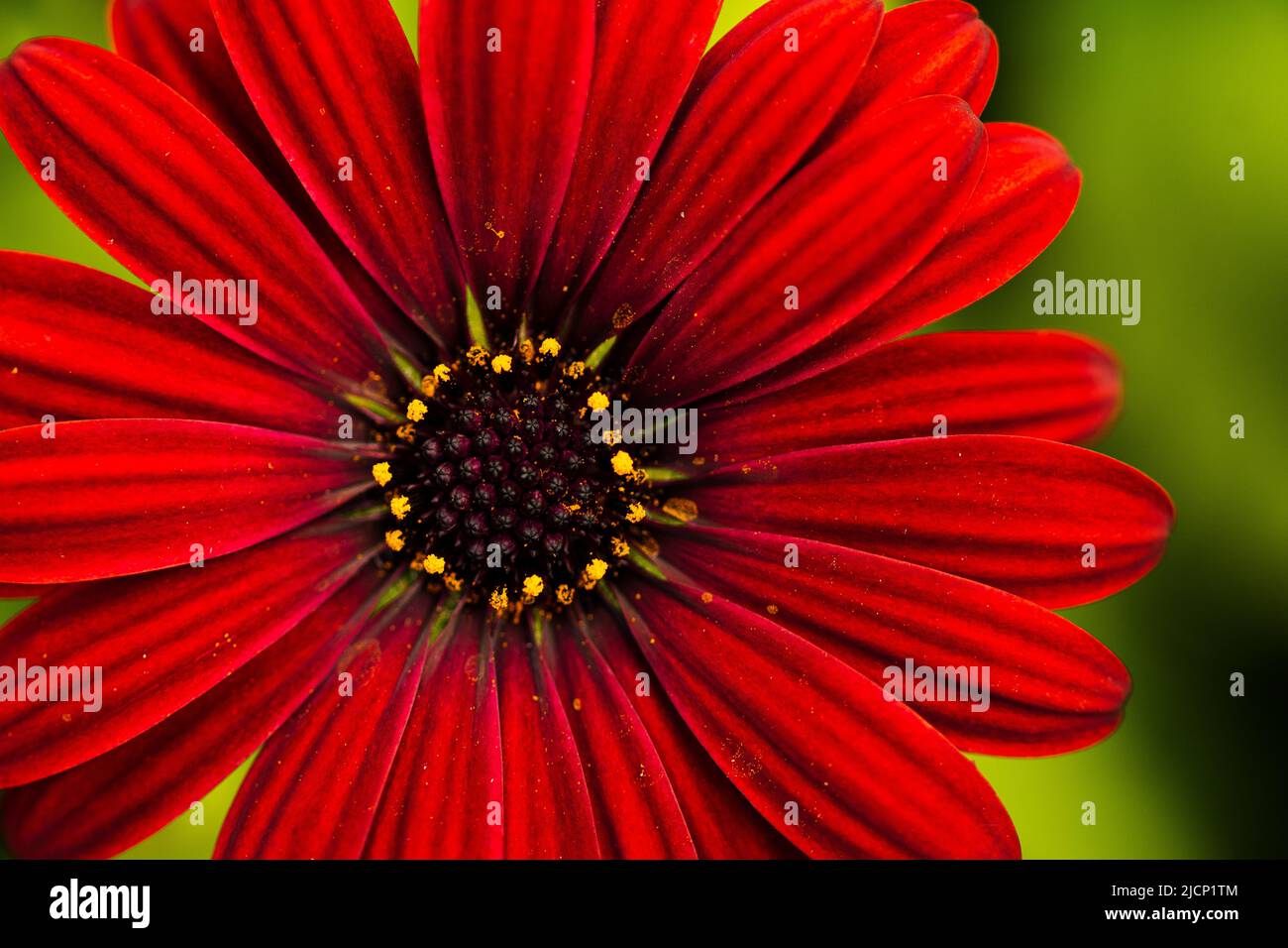 primo piano cape daisy Foto Stock