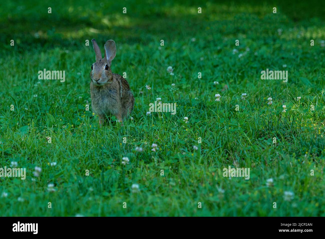 Una lepre o un coniglio selvatico nell'erba del prato. Foto Stock