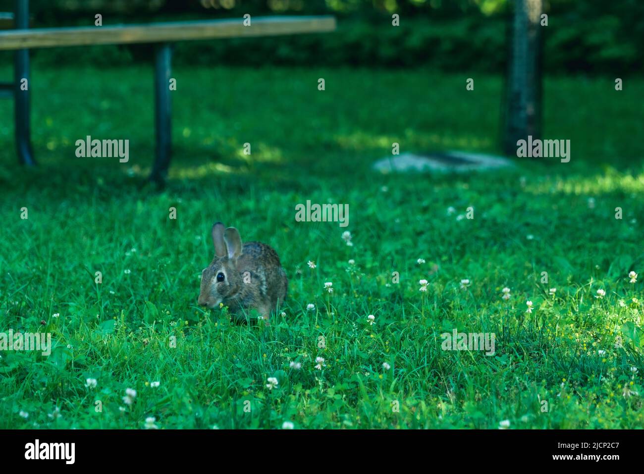 Una lepre o un coniglio selvatico nell'erba del prato. Foto Stock