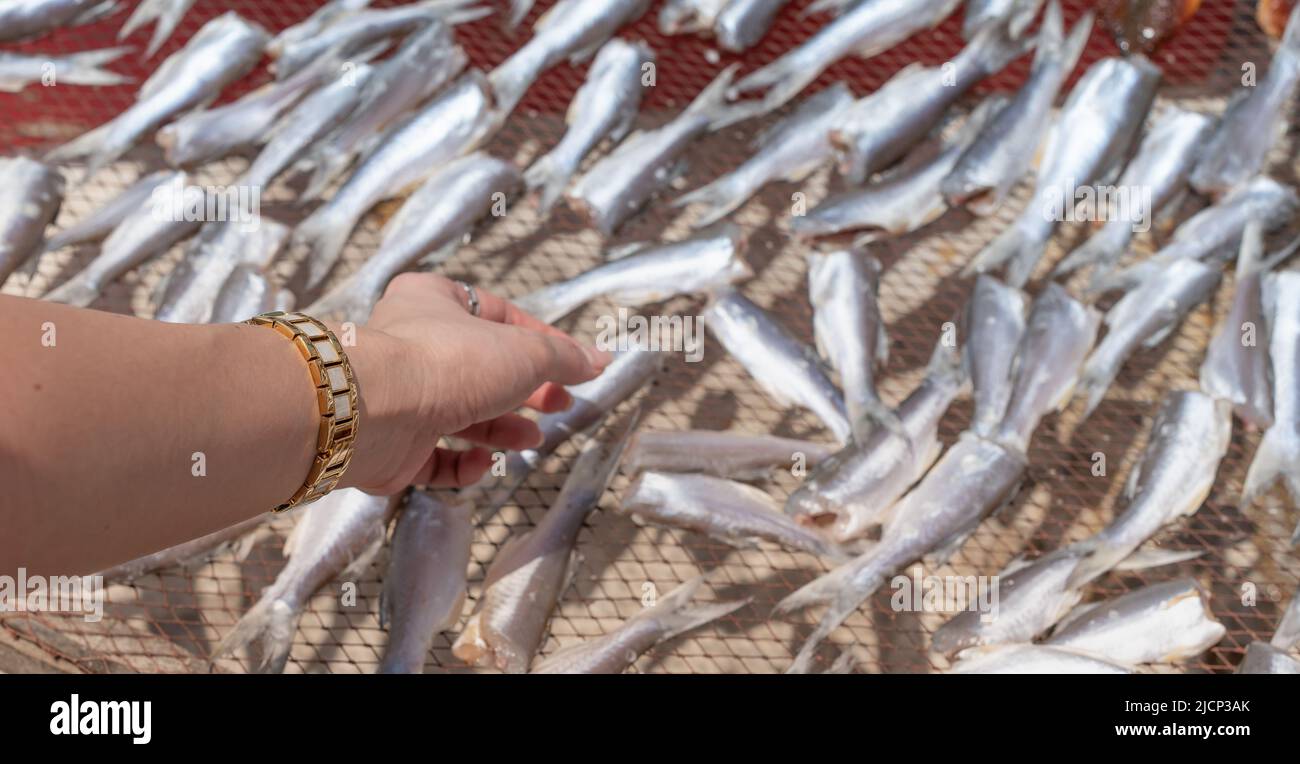 Mano femminile che sceglie il pesce essiccato che ha messo sulla rete per la conservazione del cibo al mercato del pesce, Thailandia. Foto Stock