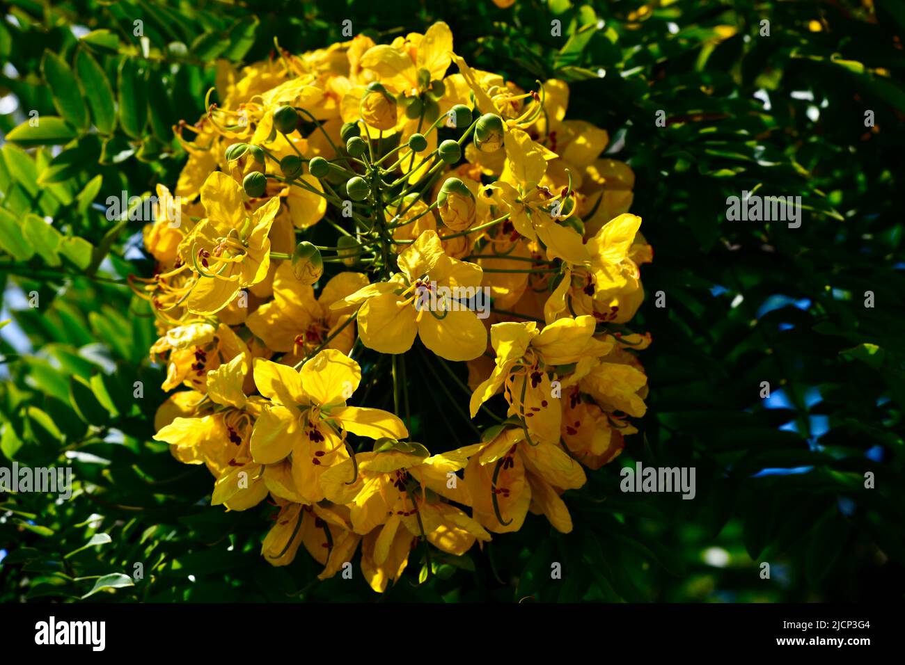 kugelförmige gelbe Blüte Foto Stock