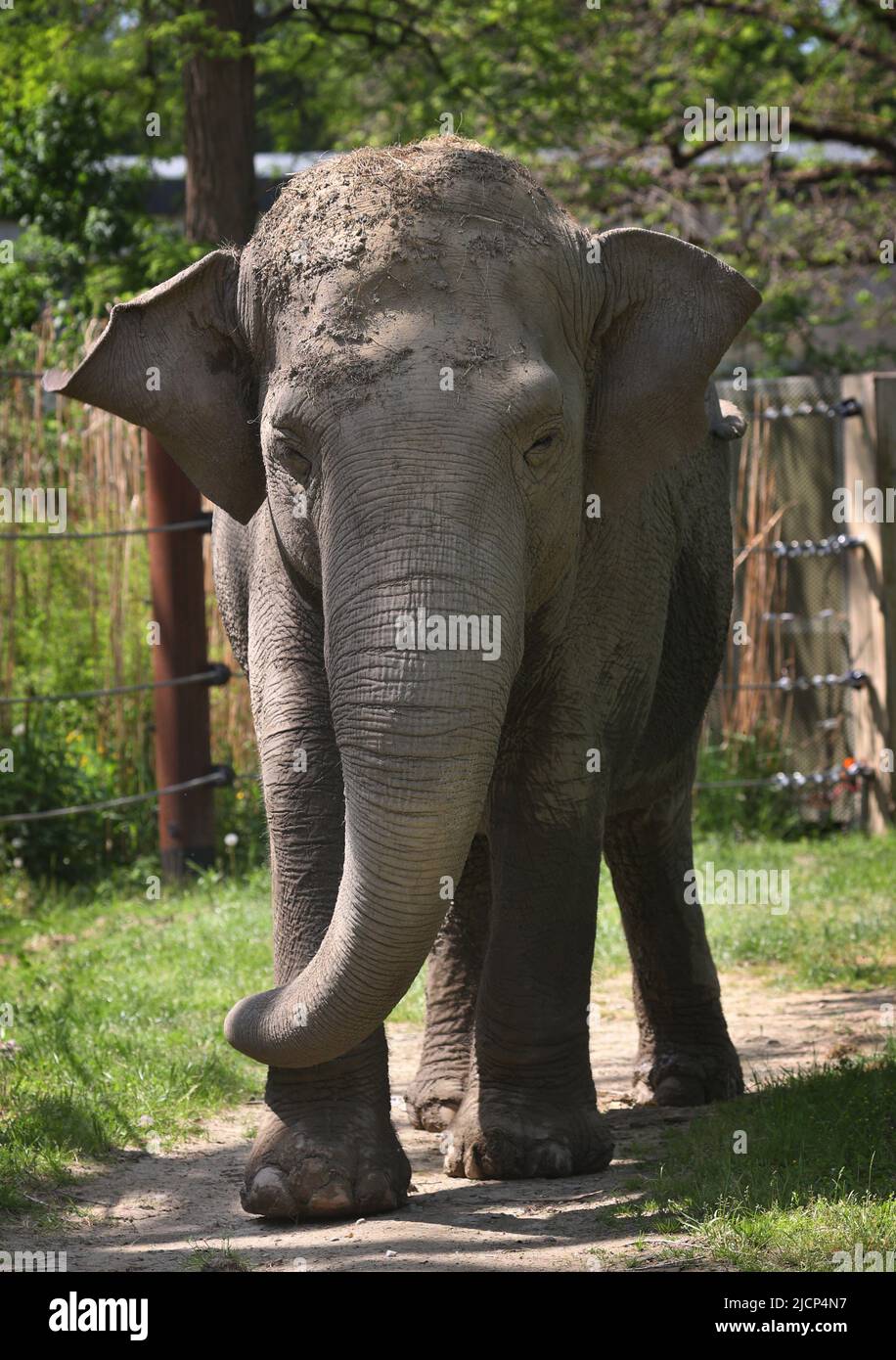 Augusta, Germania. 18th maggio 2022. Targa, una mucca di elefanti asiatica di 67 anni, si trova nell'area all'aperto della casa di elefanti presso lo zoo di Augsburg. Credit: Karl-Josef Hildenbrand/dpa/Alamy Live News Foto Stock