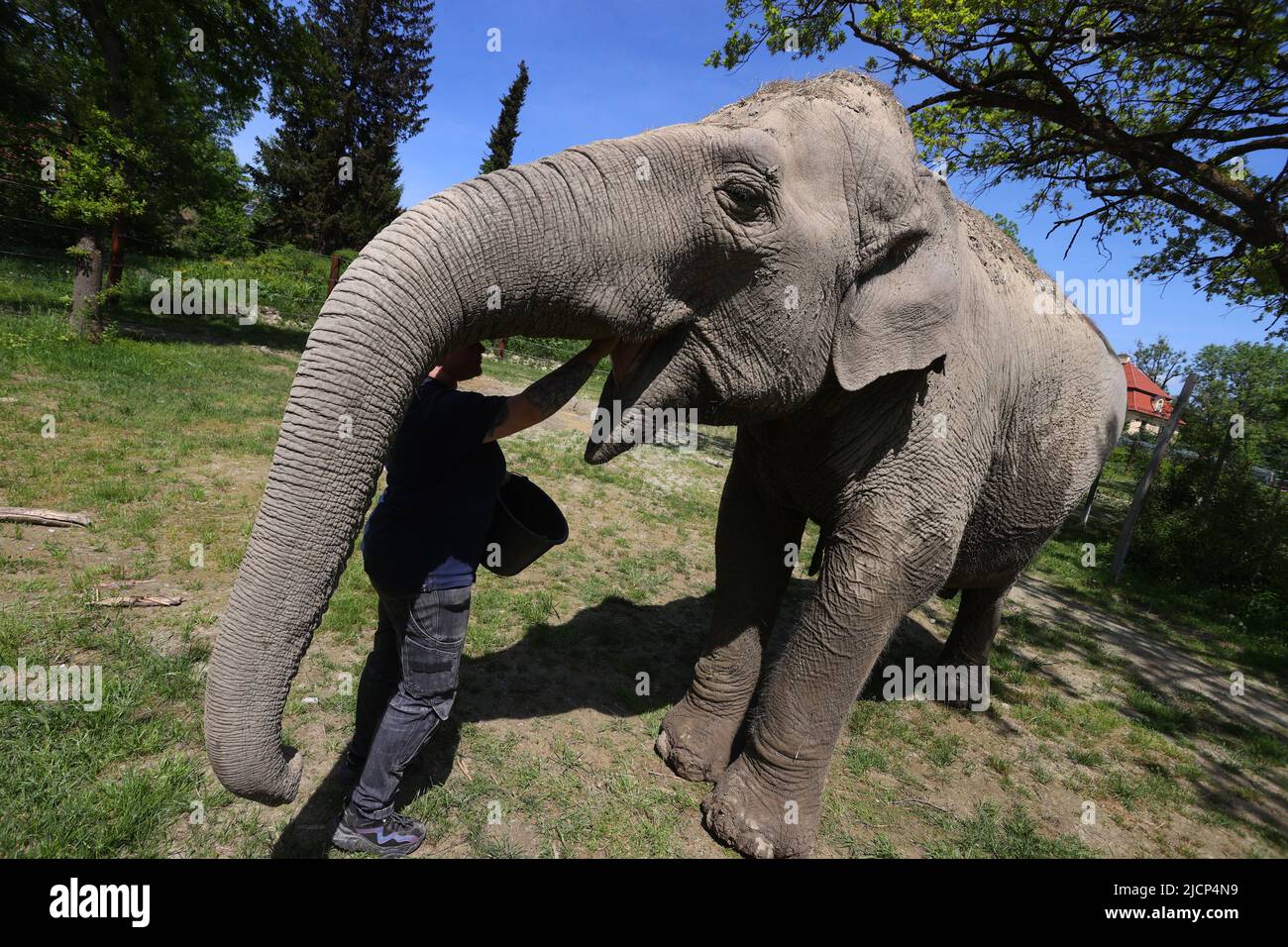 Augusta, Germania. 18th maggio 2022. Targa, una vacca di elefante asiatica di 67 anni, è alimentata da banane da un allevatore di animali allo zoo di Augsburg. Credit: Karl-Josef Hildenbrand/dpa/Alamy Live News Foto Stock