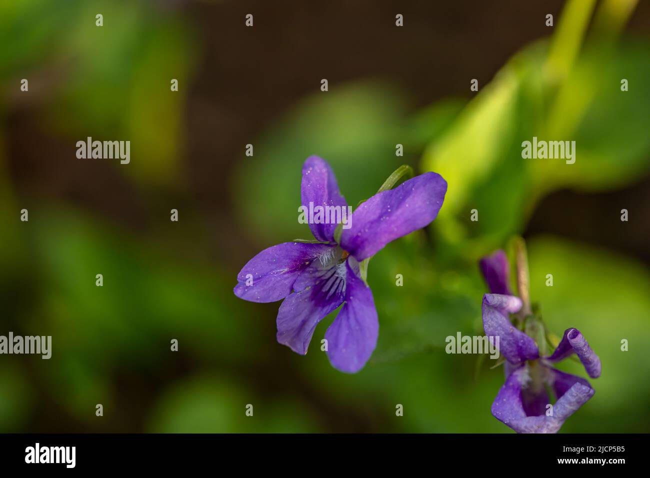 Viola reichenbachiana fiore che cresce nella foresta, primo piano sparare Foto Stock