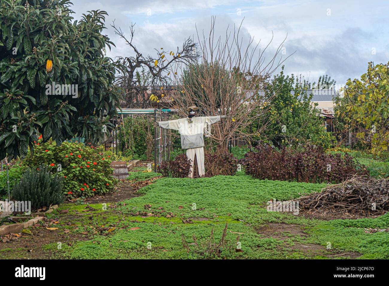 15 giugno 2022: Una recrudere in un giardino di assegnazione suburbano ad Adelaide Australia Foto Stock