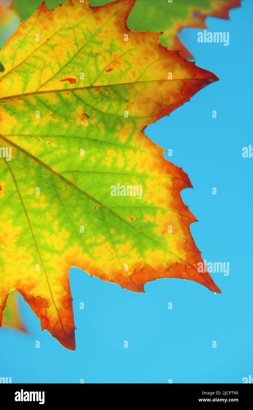 Foglie di acero colorate durante l'autunno o l'autunno Foto Stock