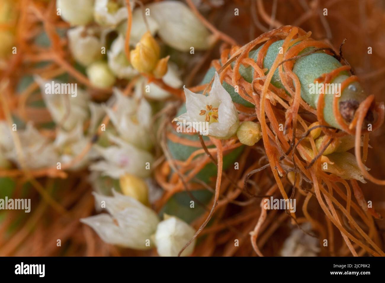 Il dodder Goldenthread o pacific (Cuscuta pacifica) è una pianta parassitaria che cresce su albicipite (Salicornia) sulla costa pacifica della California, USA. Foto Stock