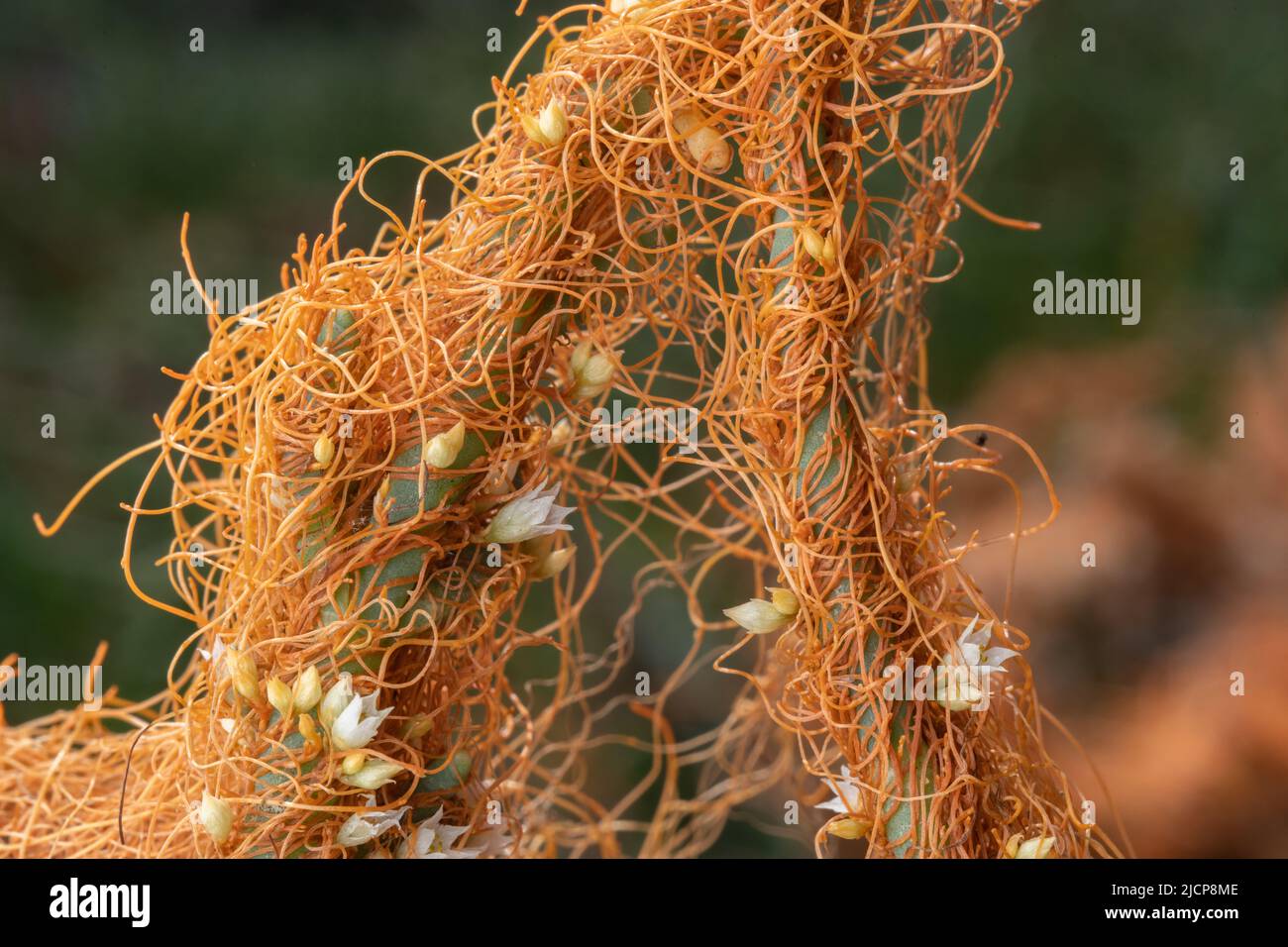 Il dodder Goldenthread o pacific (Cuscuta pacifica) è una pianta parassitaria che cresce su albicipite (Salicornia) sulla costa pacifica della California, USA. Foto Stock