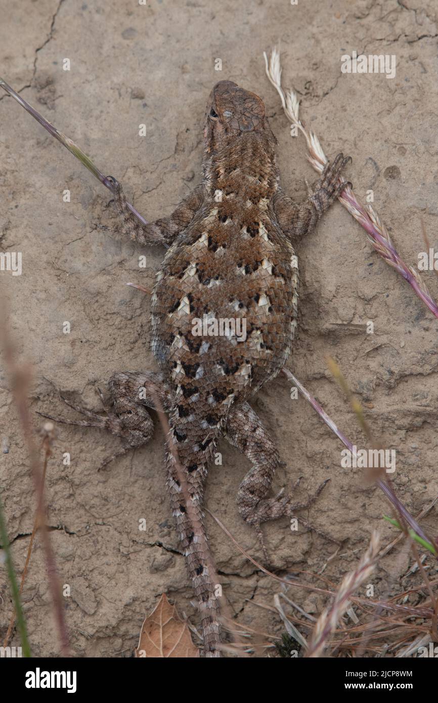 Una femmina gravida di fence occidentale lucertola (Sceloporus occidentalis) che si crogiola, lei presto deporrà le sue uova. Dalla regione della baia di San Francisco della California. Foto Stock