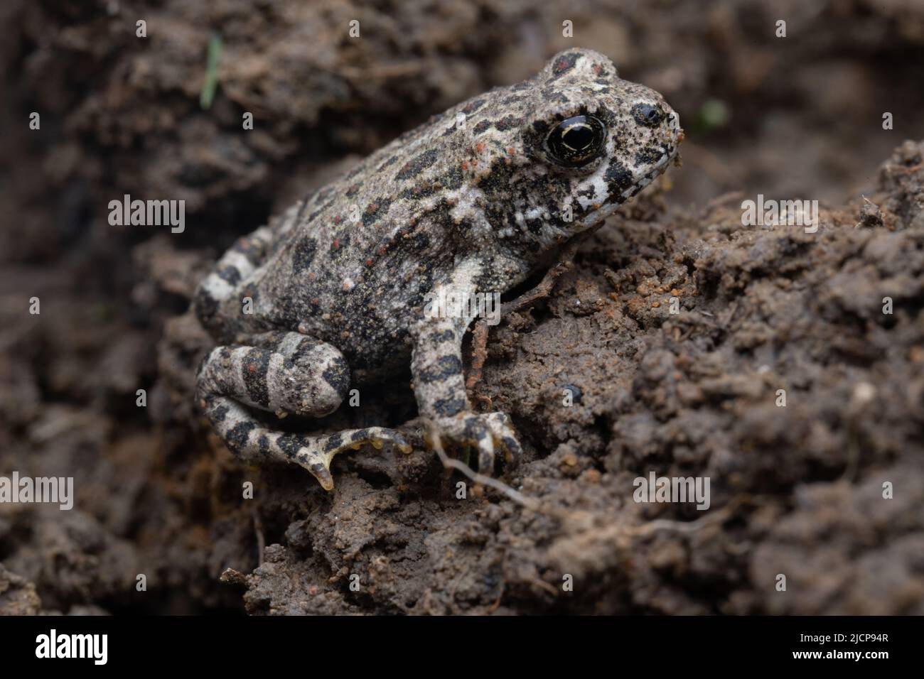 Un minuscolo rospo occidentale (Anaxyrus boreas) subito dopo la metamorfosi nella regione della baia di San Francisco in California. Foto Stock