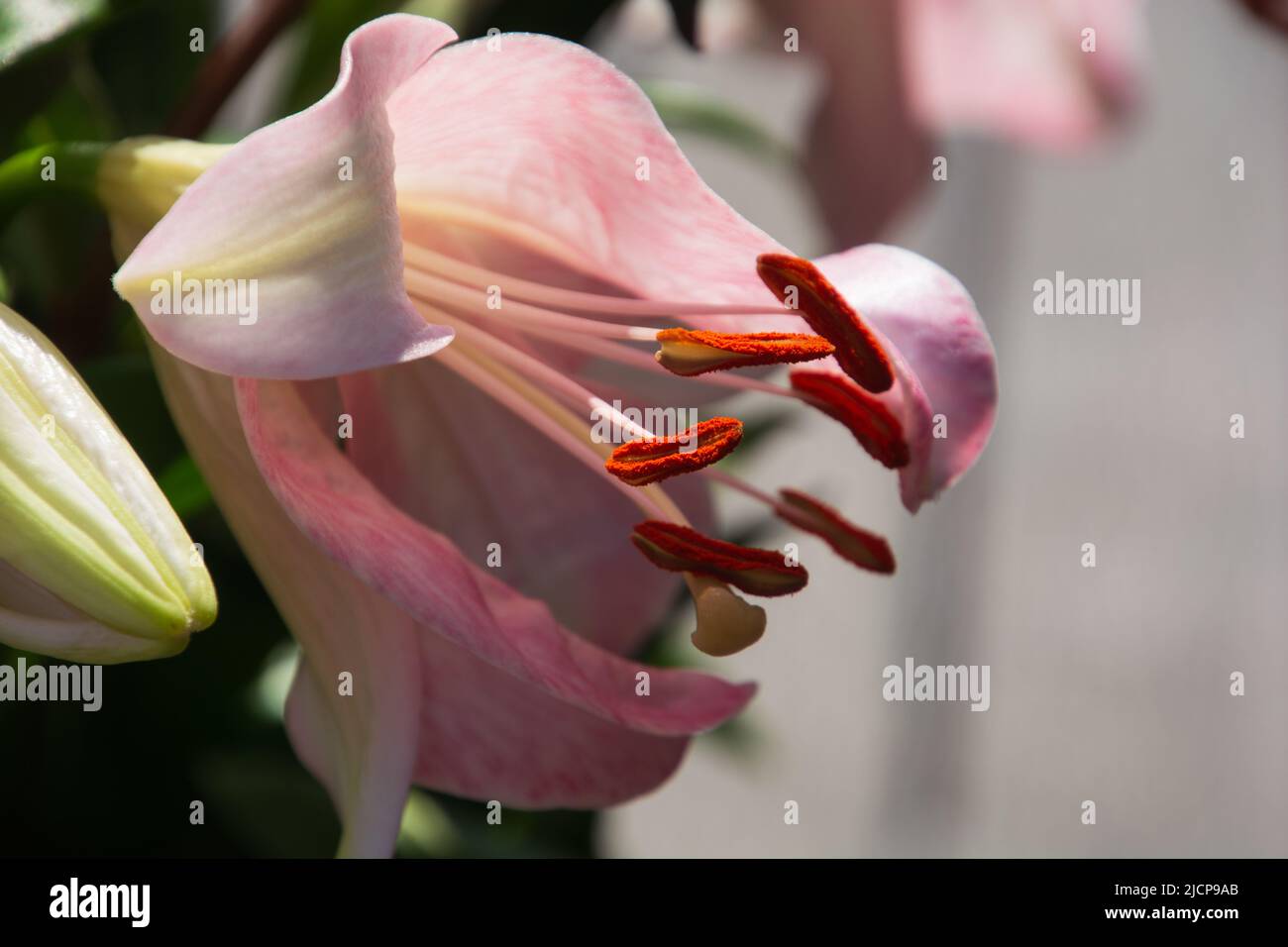 Una macroscopia di un lilio in piena fioritura con antere arancioni Foto Stock