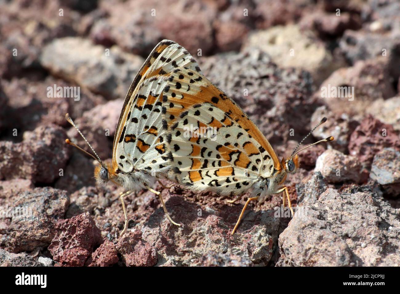 Combining Desert Fritillary Butterflies Melitaea deserticola Foto Stock