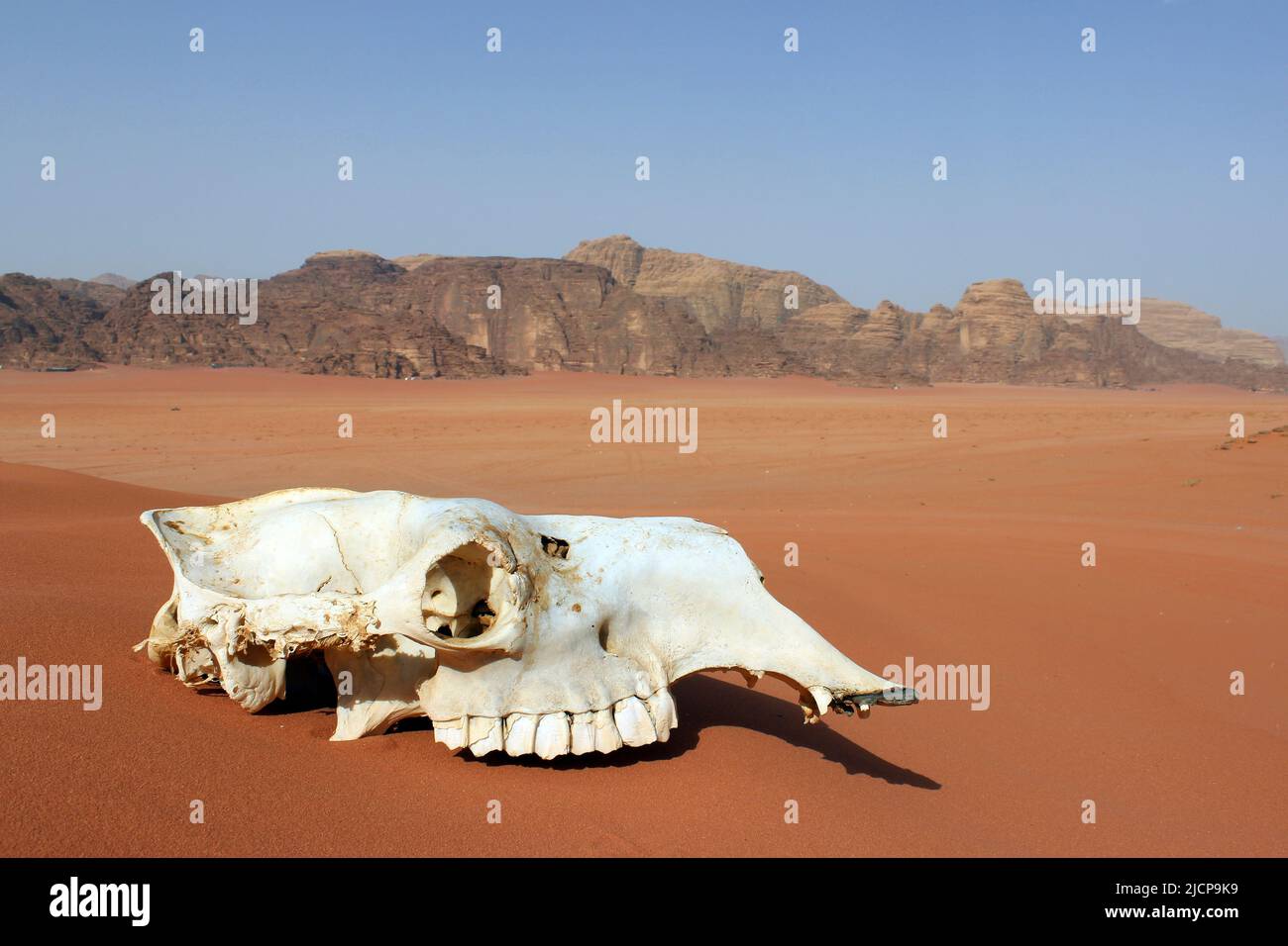 Cranio cammello a Wadi Rum, Giordania Foto Stock