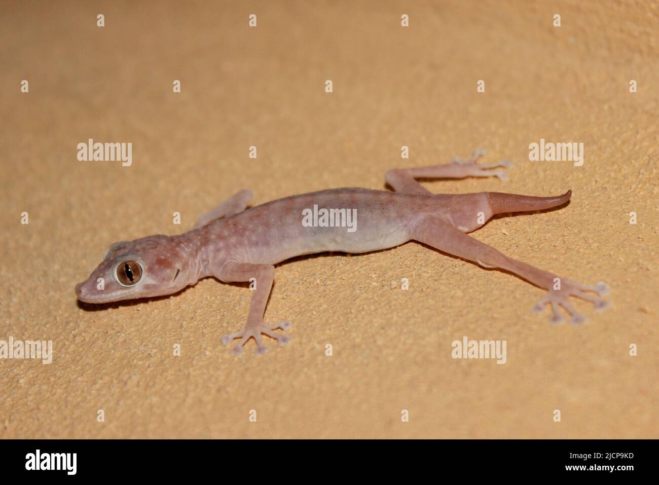 Giovane casa mediterranea Gecko (Hemidactylus turcicus) la cui coda è cresciuta Foto Stock