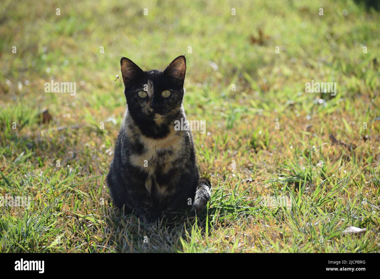 Primo piano di una incinta calico gatto come lei si siede in un cortile anteriore Foto Stock