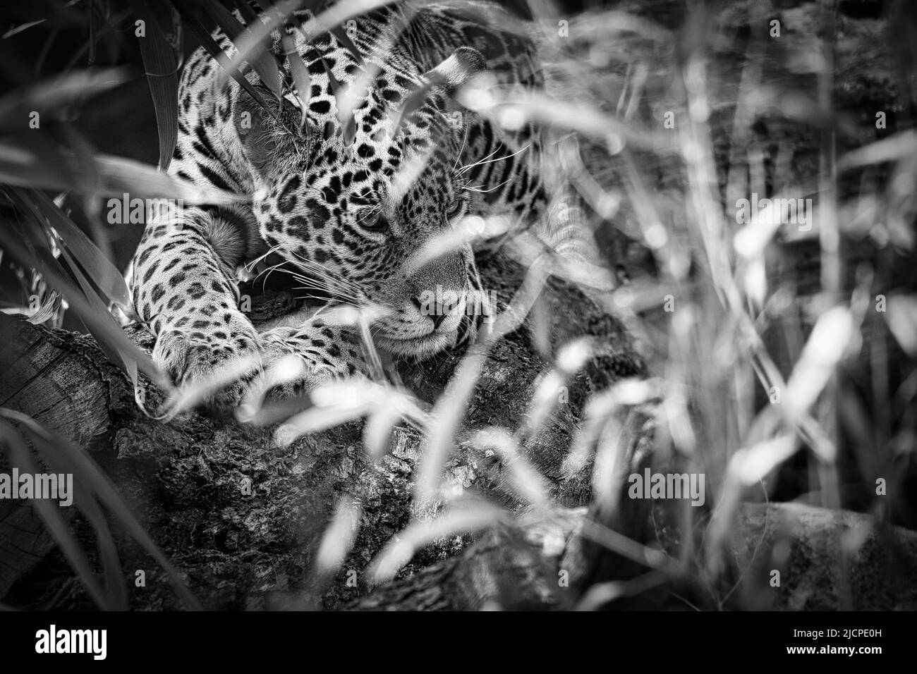 Jaguar in bianco e nero, sdraiato dietro l'erba. Pelliccia macchiata, mimetizzazione. Il gatto grande è un predatore. Guardare al visualizzatore. Foto animale di una caccia Foto Stock